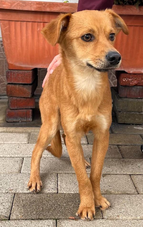 Nathan Dolce Cucciolo